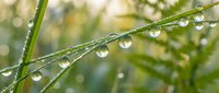 Raindrops cling to green plant stems after a fresh downpour, creating sparkling water droplets that catch light in a natural garden setting.
