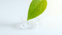 Fresh green leaf with water drops splashing on white background, symbolizing nature, purity, and eco-friendly skincare concepts.