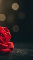 Red satin ribbon rose with sparkling texture on dark background with soft bokeh lights for romantic occasions and luxury gift wrapping designs.