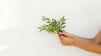 Woman with medium skin tone holding fresh green olive branch with leaves against white background, suitable for wellness, organic, and natural product marketing materials.