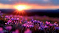 Purple wildflowers blooming in mountain meadow at golden hour sunrise with dramatic sky and warm sunlight creating peaceful natural landscape scene.