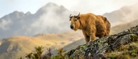 Majestic brown yak standing on rocky mountain terrain with dramatic peaks and golden light in background for outdoor adventure content.