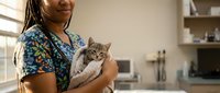 Young African American female veterinarian in scrubs holding adorable gray tabby kitten in modern clinic examination room for pet healthcare checkup.