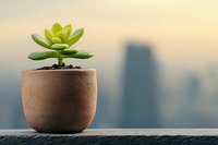 Small green succulent plant in clay pot against blurred urban cityscape background during sunset, symbolizing urban gardening and mindful living.