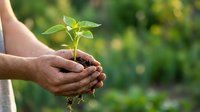 Young seedling with fresh green leaves held in cupped hands against blurred garden background, symbolizing growth, environmental care, and sustainable agriculture practices.