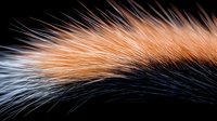 Close-up of animal fur with flowing strands in warm tan and dark brown tones, showcasing texture and natural hair patterns for wildlife and nature content.