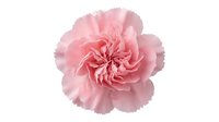 Pink carnation flower bloom with ruffled petals isolated on white background for floral design projects and romantic decorations.