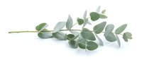 Eucalyptus branch with green leaves isolated on white background, ready for design projects, botanical illustrations, and decorative compositions.