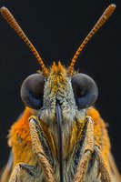 Extreme macro portrait of orange moth head showing detailed compound eyes, antennae and facial features against dark background. Perfect for nature publications.