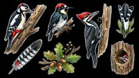 Woodpecker birds isolated on transparent background, ready for t-shirt design, clipart, stickers, sublimation and print-on-demand products. Includes feathers, oak leaves and tree hole nest elements.