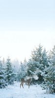 Deer standing in snowy forest landscape with frost-covered evergreen trees and misty winter atmosphere, suitable for seasonal backgrounds and nature wildlife content.