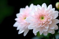 Delicate pink and white dahlia flowers in soft focus against dark background, showing detailed petals and natural floral patterns. Romantic garden photography.
