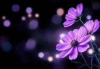 Purple cosmos flowers blooming against dark background with soft bokeh lights creating dreamy atmosphere for nature photography and floral designs.