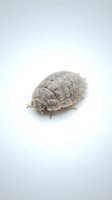 Pale gray woodlouse or pill bug isolated on white background, showing segmented exoskeleton and legs, suitable for educational and scientific materials.