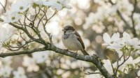 Small sparrow perched on blooming tree branch with white flowers in soft natural light creating peaceful spring garden scene for nature photography.