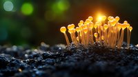 Glowing yellow mushrooms growing in dark soil at sunset, magical forest scene with natural bokeh effect and sunlight creating ethereal atmosphere.