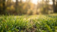 Fresh green grass growing in sunlight with warm bokeh background creating peaceful natural atmosphere for wellness and environmental concepts.