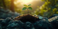 Young green sprout growing from soil on rocky ground in golden sunlight, symbolizing growth, new beginnings and hope. Nature awakening at sunrise.