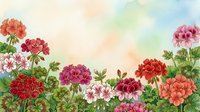 Watercolor geranium flowers border with colorful blooms in pink, red and coral tones on soft pastel background for spring garden design projects.