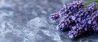 Fresh purple lavender flowers bunch on dark stone surface with copy space for aromatherapy spa wellness natural organic herbal medicine relaxation.