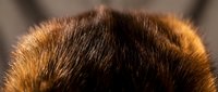 Close-up of brown animal fur with warm golden highlights, showing detailed texture and natural hair strands for wildlife and nature content.