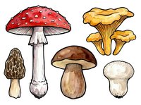 Red poisonous mushroom, golden chanterelle, morel, porcini and white button mushroom varieties isolated on white background for culinary, educational and design projects.