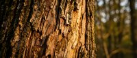 Rough textured tree bark with deep grooves and natural patterns in warm golden sunlight, showcasing organic wood surface details for nature backgrounds.