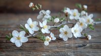 Delicate white spring blossoms with yellow stamens on curved branch against rustic wooden background, soft focus macro photography creates dreamy atmosphere.