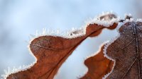 Frost-covered autumn oak leaves with detailed texture and crystalline ice formations on edges creating winter nature scene for seasonal designs.