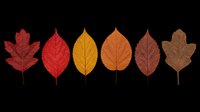 Autumn leaves collection featuring six isolated fall foliage designs in red, orange, and brown tones on transparent background. Ready for t-shirt designs, clipart, stickers, and print-on-demand projects.