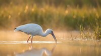 White ibis wading bird feeding in shallow water during golden hour sunrise with warm bokeh background and natural wetland habitat.