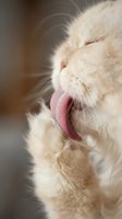 White fluffy cat with pink tongue out, yawning or stretching mouth wide open. Close-up portrait showing facial features and whiskers.