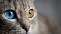 Close-up portrait of gray tabby cat with striking heterochromia featuring one blue eye and one amber eye against soft blurred background.