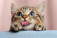 Playful tabby cat with bright blue eyes sticking out tongue while peeking over blue surface against pink background, showing funny facial expression and paws.