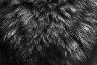 Close-up monochrome macro shot of animal fur texture showing detailed strands and fibers in black and white, creating abstract natural pattern background.