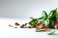 Fresh green basil leaves contrast with dried brown leaves on white surface, minimalist food photography composition with soft natural lighting and copy space.
