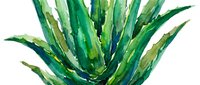 Watercolor painting of vibrant green agave plant with layered leaves radiating outward, featuring blue and yellow accents. Isolated on white background for design use.