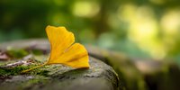 Vibrant yellow ginkgo biloba leaf resting on mossy stone surface with soft bokeh background, symbolizing autumn tranquility in nature.