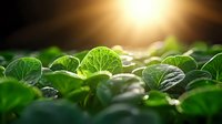 Fresh green lettuce leaves growing in garden with morning sunlight and water drops, organic farming background for healthy eating and agriculture.