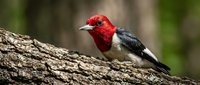 Red-headed woodpecker perched on textured tree bark in natural forest habitat with soft blurred green background for wildlife and nature photography projects.