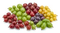 Assorted fresh gooseberries in red, green, yellow and purple varieties with stems and leaves isolated on white background for food and produce design use.