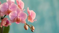 Pink orchid flowers blooming on branch with soft turquoise background for spa wellness and botanical decoration projects.