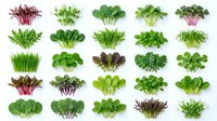 Variety of fresh microgreens and sprouts isolated on white background, showcasing diverse leafy greens for healthy eating and organic food design.