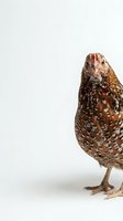 Brown speckled hen chicken isolated on white background for poultry farming agriculture design projects and livestock educational materials.