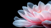 Delicate pink lotus flower petals in soft focus against dark background, creating ethereal and serene atmosphere. Macro photography highlights gentle curves and textures.