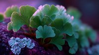 Vibrant green ginkgo biloba leaves growing on purple rock with blue lichen, creating striking natural contrast in macro photography.