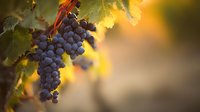 Ripe purple grapes hanging on vine with green leaves against golden sunset background, showcasing vineyard harvest season.