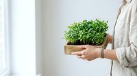 Person in neutral beige linen shirt holding wooden pot with lush green seedlings indoors near bright window, suitable for gardening, sustainability and home plant care concepts.