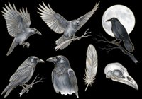 Grayscale collection of isolated bird illustrations including flying and perched species, feathers, and skull, rendered on transparent background. Ready for clipart, t-shirt design, print-on-demand, stickers, and sublimation projects.