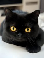 Close up portrait of black cat with bright yellow eyes looking directly at camera, lying on white surface. Striking contrast between dark fur and luminous gaze.